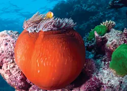 bestbeginnerdivinggreatbarrierreefpacific.jpg.webp