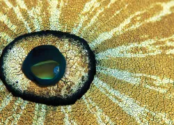 bestmacromontereybayusa_.jpg.webp