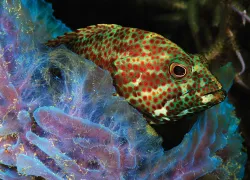 bestmarineenvironmentroatancaribbean.jpg.webp