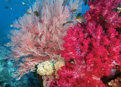 bestmarinenvironmentrajaampatpacific_.jpg.webp