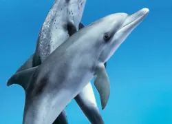 bestoveralldivingbhamascarib.jpg.webp