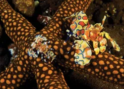 bestshoredivingbalipacific.jpg.webp