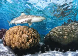 bestvistahitipacific.jpg.webp