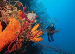 bestwalldivingbelizecarib.jpg.webp