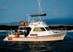 bid-honu-iki.jpg.webp