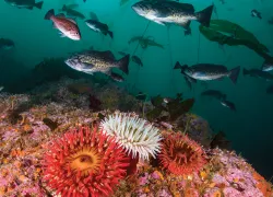 big-sur-diving.jpg.webp