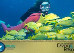 bimini_video.jpg.webp