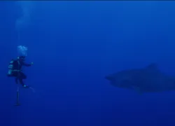 black-coral-movie-scuba-diving-shark_.jpg.webp