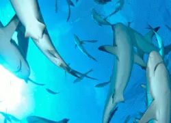 blackbeard-_sharks.gif.webp