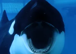 blackfishthumb.jpg.webp
