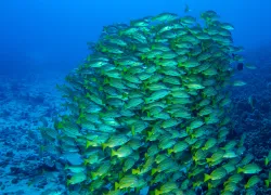 bluestriped_snapper_steves_cave.jpg.webp