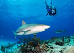 bmot-bimini-_teaser.jpg.webp