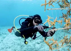 bonaire-buddy-dive.jpg.webp
