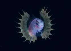 bryce_blackwater_fish.jpg.webp