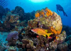 buddys_reef.jpg.webp