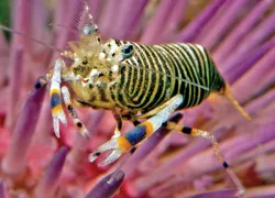 bumblebeeshrimp.jpg.webp