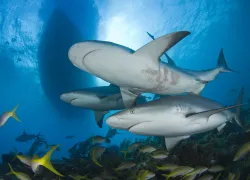 caribbean_reef_shark_.jpg.webp