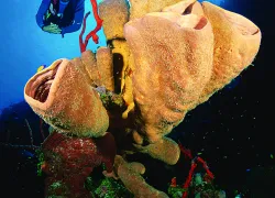 cayman_.jpg.webp