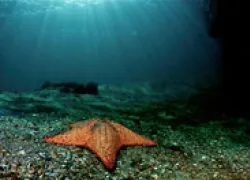 cd---starfish-thumb.jpg.webp