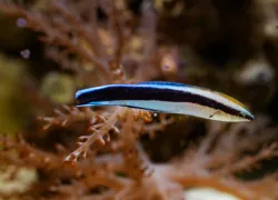 cleaner_wrasse_mirror_test_.png.webp