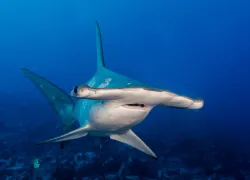 cocoswinddancershark.jpg.webp