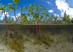 cozumel_mangroves_image_new.jpg.webp