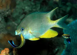 critter_hunt_so_you_want.jpg.webp