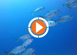 cuba--teaser.jpg.webp