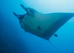 damir-manta-close_.jpg.webp