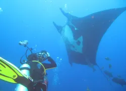 damir-manta-open_.jpg.webp
