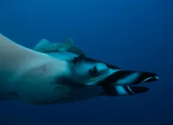 damir-manta-sideview.jpg.webp