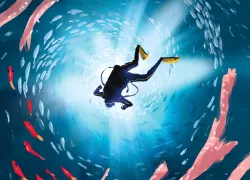 dci-final-cmyk.jpg.webp