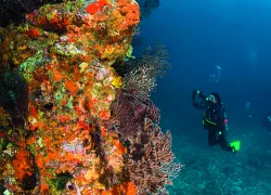 dec-new-caribbean-SCD_NewCarib_.jpg.webp