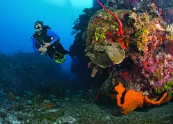 dec-new-caribbean-SCD_NewCarib_.jpg.webp