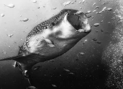 derawan-hero.jpg.webp