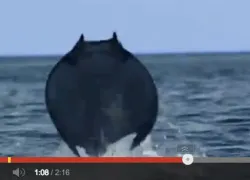 devil-ray-video.jpg.webp