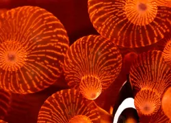 dive-travel-deal-carine_lenting.jpg.webp