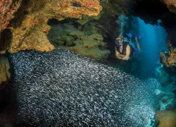 dive_o_clock_grand_cayman_teaser_alex_mustardscd_doc_.jpg.webp