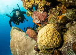 dive_paradise_image.png.webp