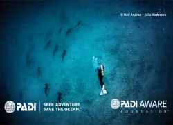 diver-hammerheads-credit-padi.png.webp