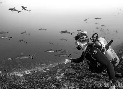 diver-sharks-underwater-photo-tahiti.gif.webp