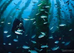 diver-underwater-kelp-forest.gif.webp