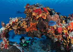 diver_dive_o_clock_cozumel_brandon_cole_scd_teaser.jpg.webp
