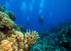 divers-in-hawaii.jpg.webp