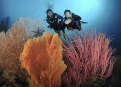 divers.jpg.webp