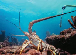 diversdirectlobster.jpg.webp