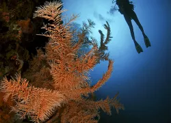 diving_aboard_wakatobi_pelagian_reef_scd_lob_.jpg.webp