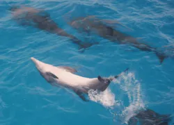 dolphin-tail-lobbying.jpg.webp