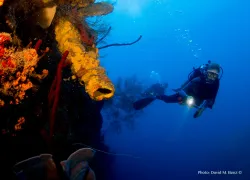 dominica-tube-sponges.jpg.webp