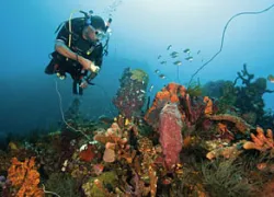 dominica__michele-westmorland.jpg.webp